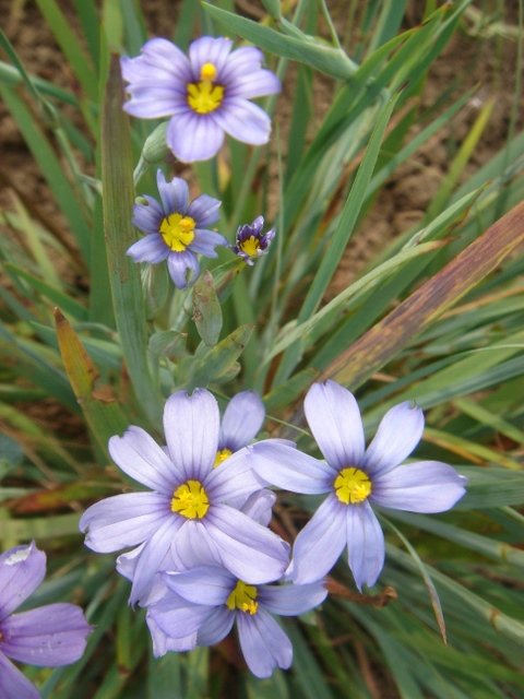 Sissyrinchium angustifolium
